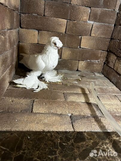 Голуби гульбадам