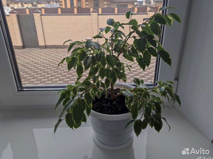 Фикусы огромный выбор, отростки