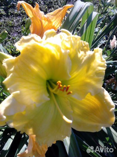 Многолетние растения