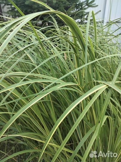 Многолетние растение