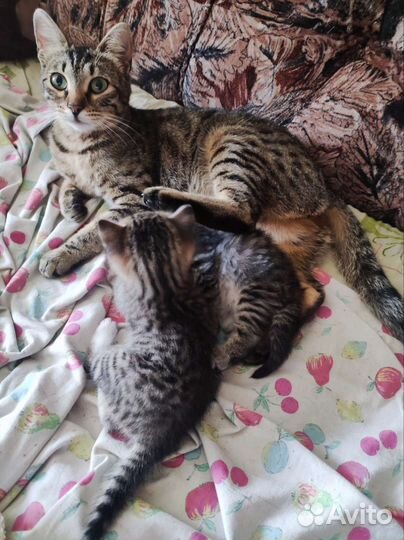 Котята метисы мейн- кун и бенгальские