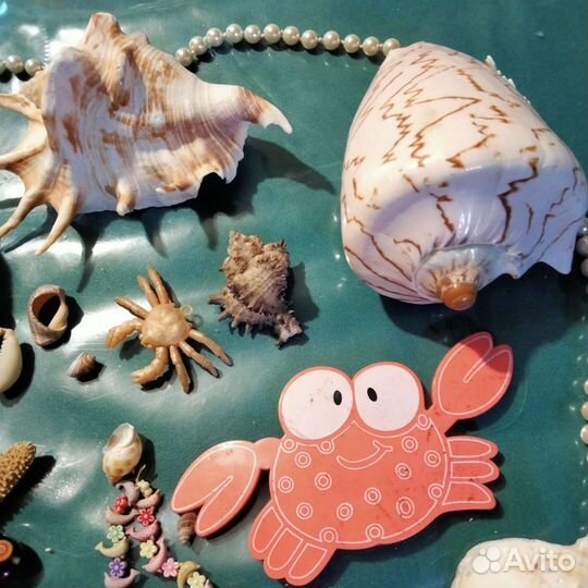 Морские ракушки раковины большие и малые настоящие