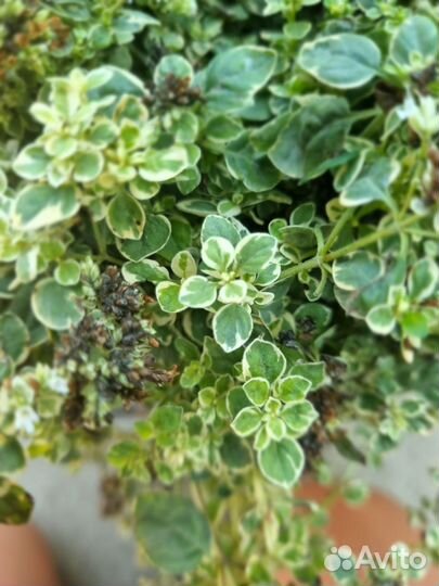 Душица пестролистая