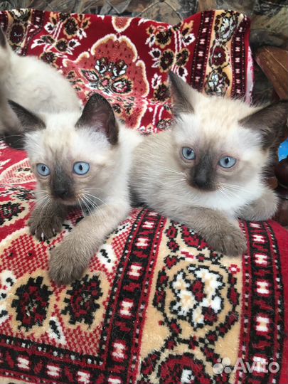 Сиамские котята
