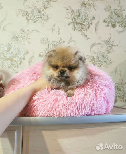 Шпиц мини девочка