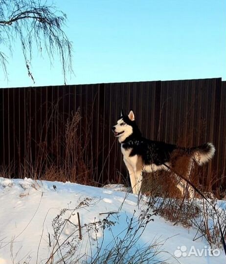 Вязка хаски