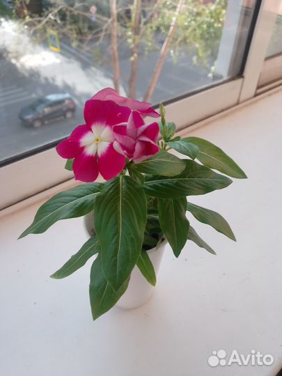 Катарантус