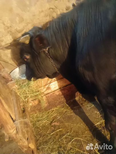 Коровы и быки