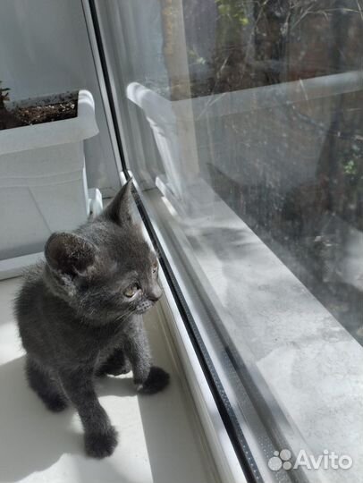 Котята