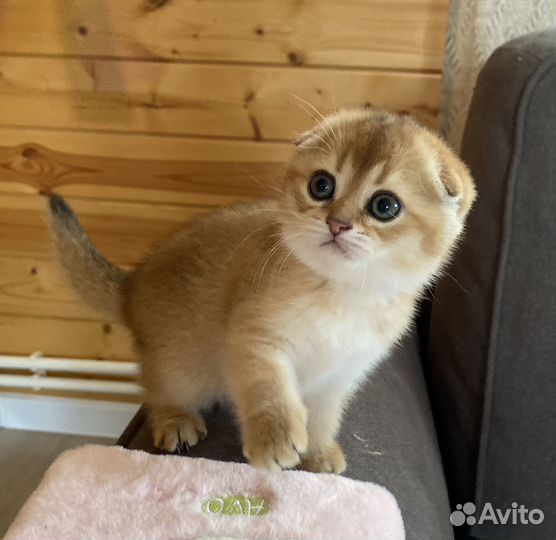 Шотландская вислоухая кошечка