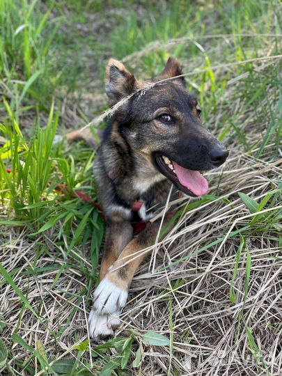 Собака в дар