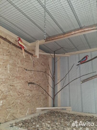 Попугаи продажа. Волнистики, розеллы, неразлучники