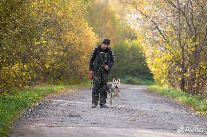 Собака Форд