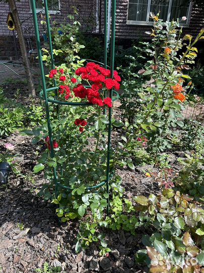 Роскошная роза с альковом