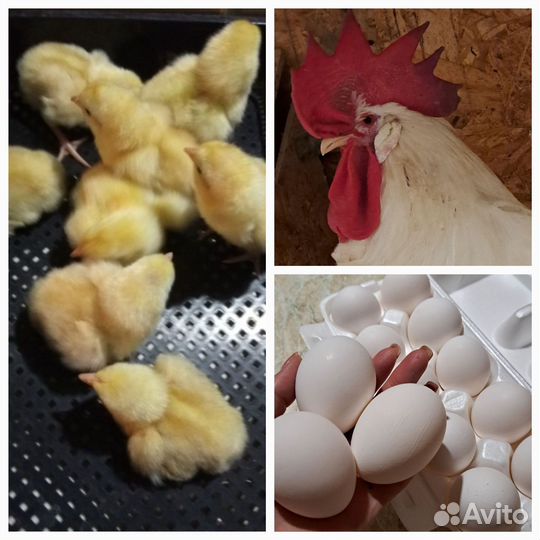 Инкубационное яйцо, цыплята Леггорн стандарт