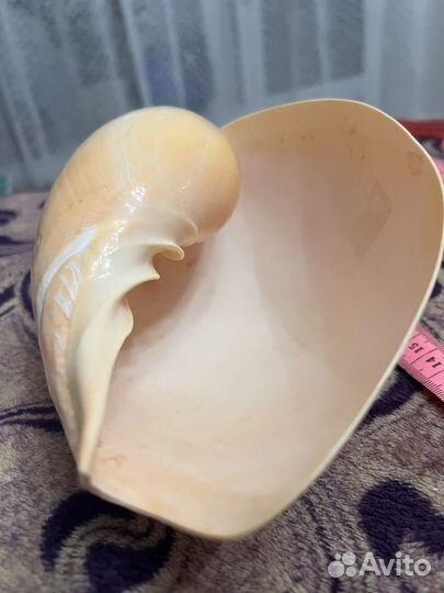 Морская раковина