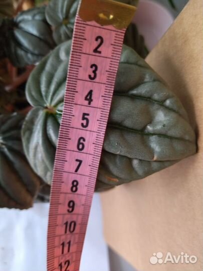 Сингониум розовый Неон Пеперомия Цикас