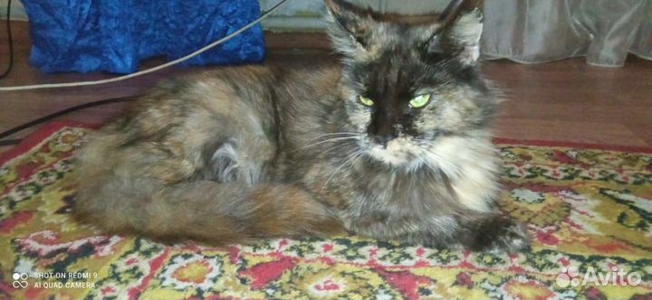 Кошка мейн-кун