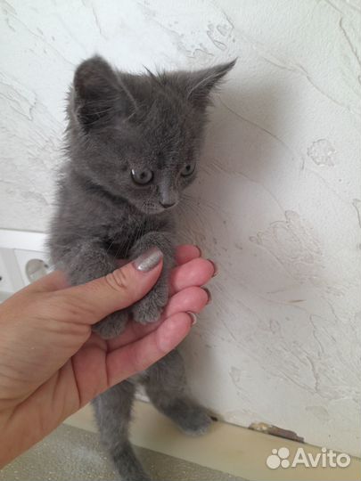 Отдам в добрые руки кошечку