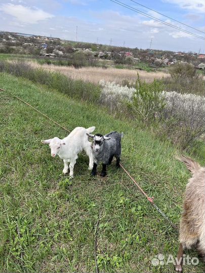 Коза дойная с козлятами