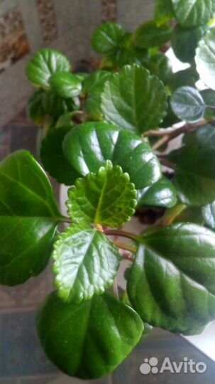 Комнатные домашние растения