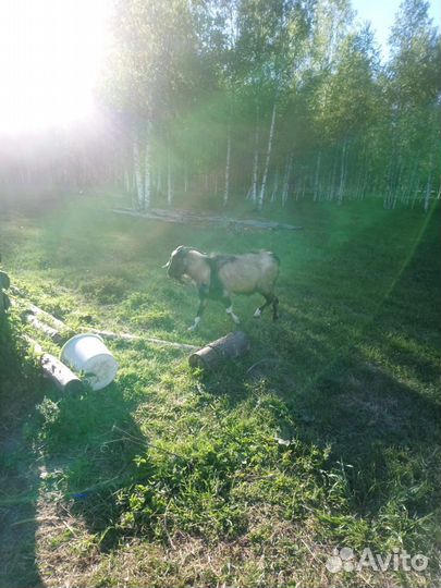 Нубийский козел. 2 года. На племя