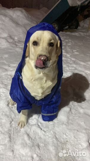 Кобель лабрадора вязка