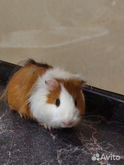 Морские свинки