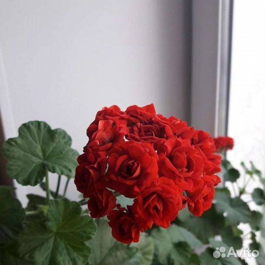 Пеларгония розебудная