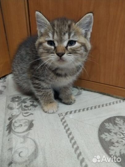 Котята от ловчей кошки