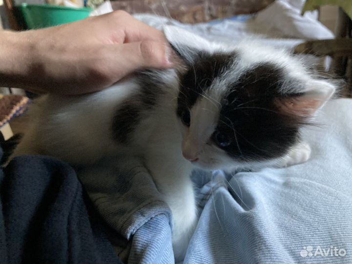 Отдам котят в добрые руки