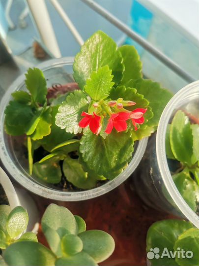 Комнатные растения