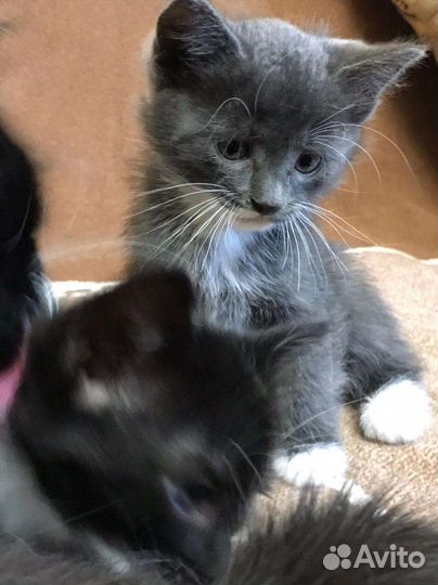 Котята в добрые руки