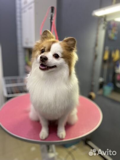 Модель на груминг