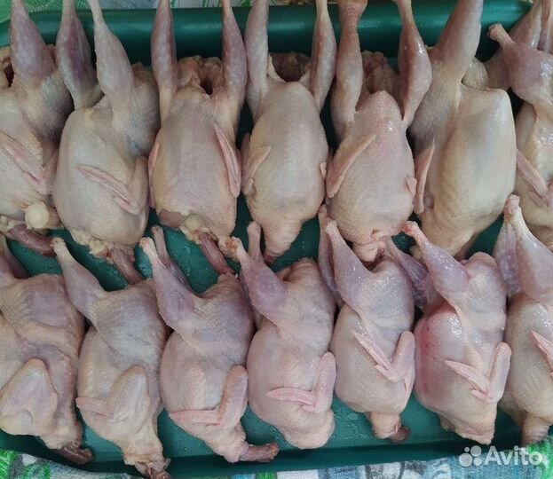 Мясо перепелов