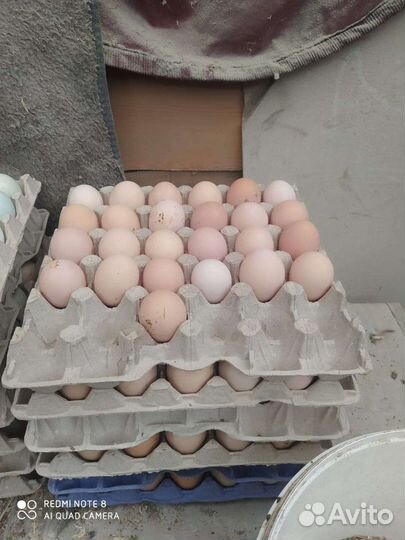 Инкубационное яйцо Кучинской юбилейной