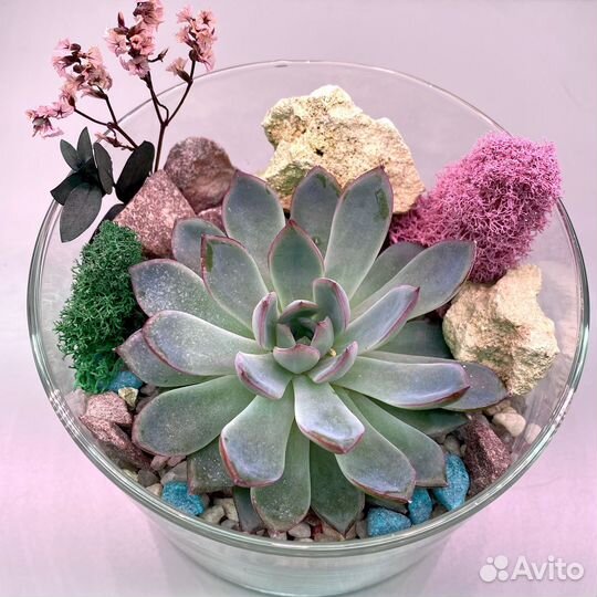 Флорариум с эхеверией