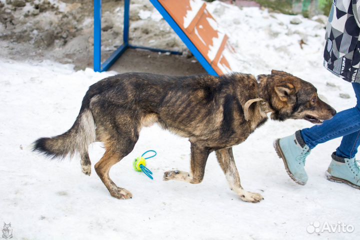 Собака в добрые руки Кабан