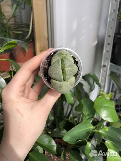 Плейоспилос Нелли