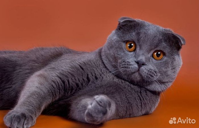 Котята Шотландцы