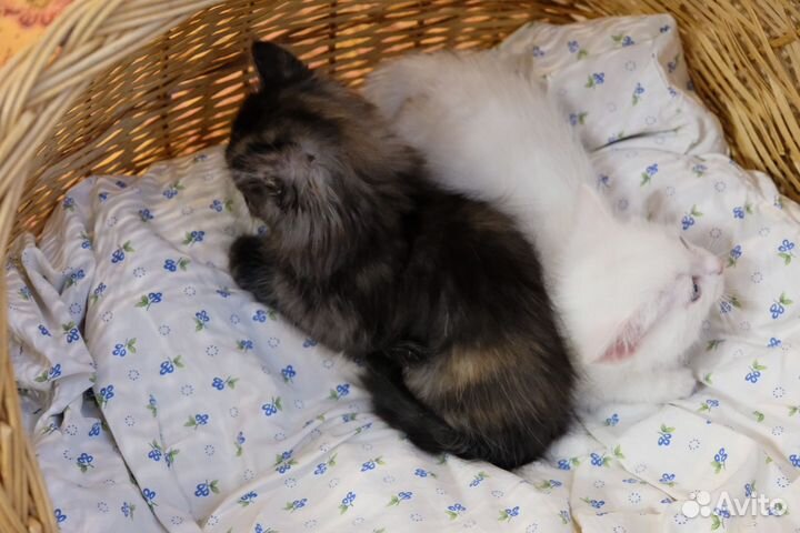 Пушистая кроха