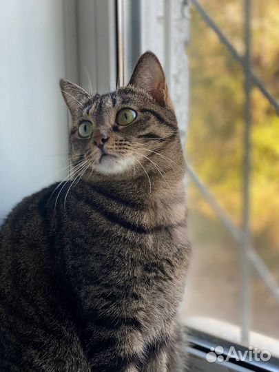 Молодая кошечка