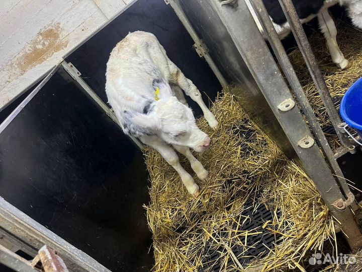 Бычки телки телята бесплатная доставка