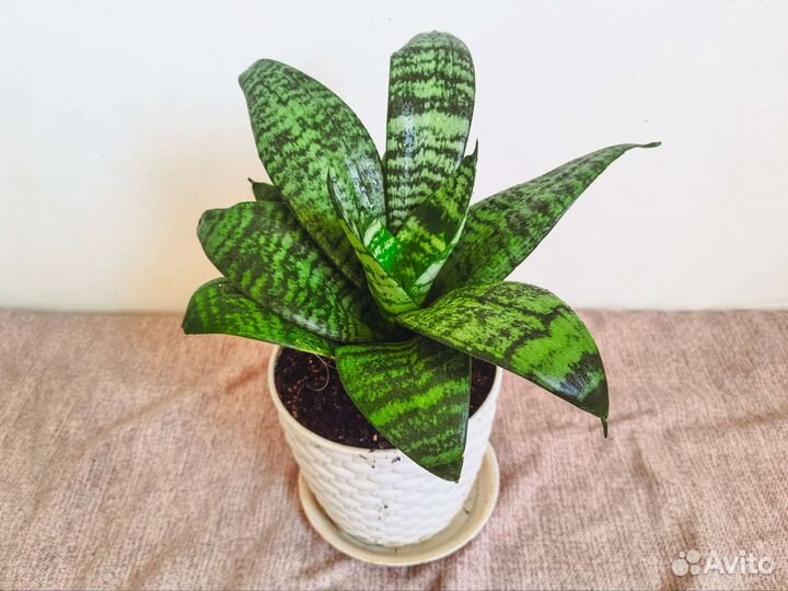 Сансевиерия, Тещин язык с горшком и грунтом