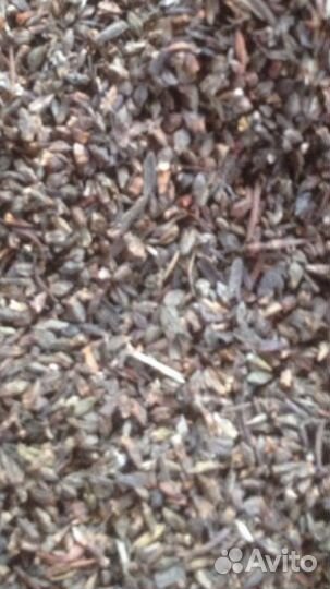 Семена спорыша (птичий горец)