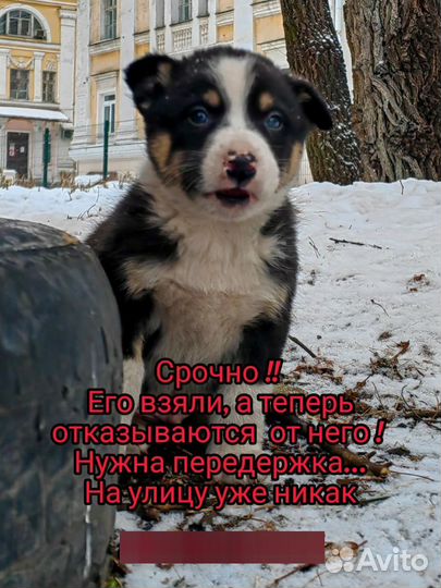 Щенок