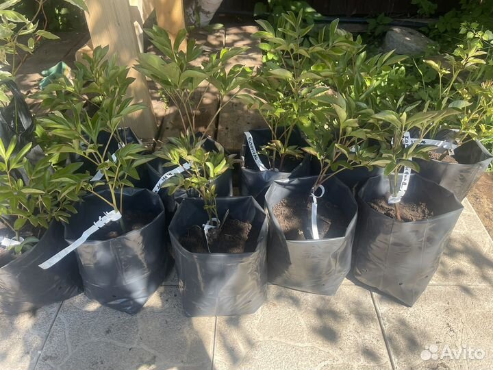 Пион «Александр Флеминг»