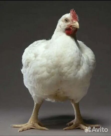 Бройлеры тушки мясо