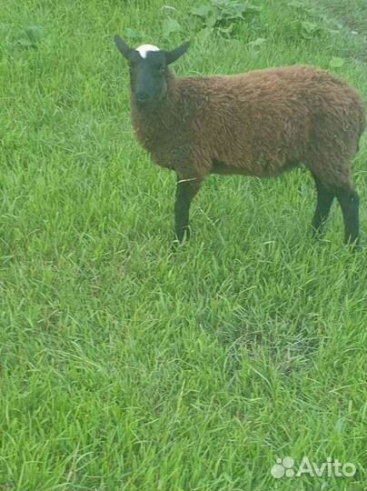 Овцы бараны ягнята романовские