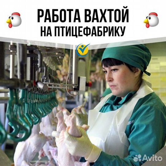 Вахта на птицефабрике: опыт приветствуется Пермь